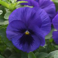 Top Wave® Blue Blotch Spreading Pansy Bloom