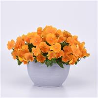 Top Wave® Orange Spreading Pansy Container