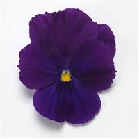 Top Wave® Violet Spreading Pansy Bloom