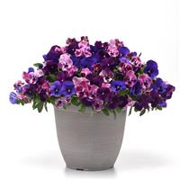 Top Wave® Elevation Mixture Spreading Pansy Bloom