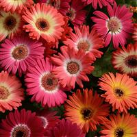 Revolution™ Bicolor Mixture Gerbera Bloom