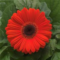 Revolution™ Orange with Dark Eye Gerbera Bloom
