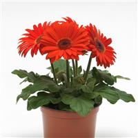Revolution™ Orange with Dark Eye Gerbera Container