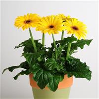 Revolution™ Golden Yellow with Dark Eye Gerbera Container