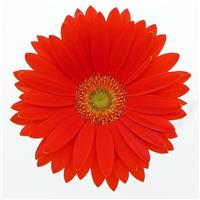 Revolution™ Orange with Light Eye Gerbera Bloom