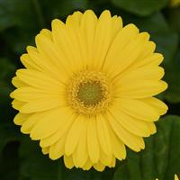 Revolution™ Yellow with Light Eye Gerbera Bloom