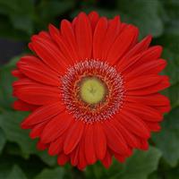 Revolution™ Red with Light Eye Gerbera Bloom