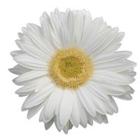 Revolution™ White with Light Eye Gerbera Bloom