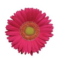 Revolution™ Bright Rose with Light Eye Gerbera Bloom