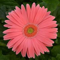 Revolution™ Salmon Shades with Light Eye Gerbera Bloom