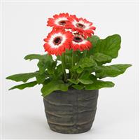 Revolution™ Bicolor Red White Gerbera Container