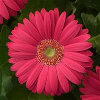 Revolution™ Deep Pink with Light Eye Gerbera Bloom
