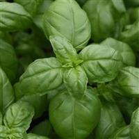 Monteverde™ Genovese Basil Bloom