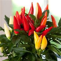 Joker Ornamental Pepper Bloom