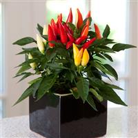 Joker Ornamental Pepper Container