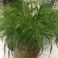 Frosted Explosion Panicum Container