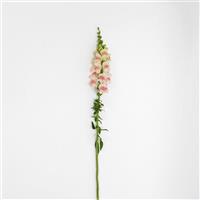 Potomac™ Appleblossom Snapdragon Single Stem, White Background
