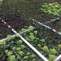 Lake Michigan White Trachelium Greenhouse