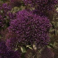 Lake Forest Purple Trachelium Bloom