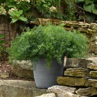 FuzzyFern™ Frizz Asparagus Landscape