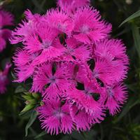 Dianthus Rockin'™ Purple Bloom