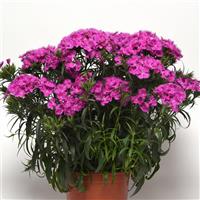 Dianthus Rockin'™ Purple Container