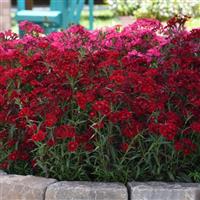 Dianthus Rockin'™ Red Commercial Landscape 1