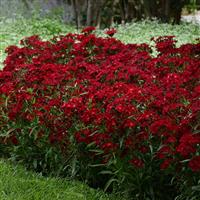 Dianthus Rockin'™ Red Landscape