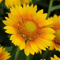 Gaillardia Mesa Peach Bloom