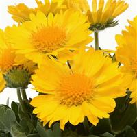 Gaillardia Mesa Yellow Bloom