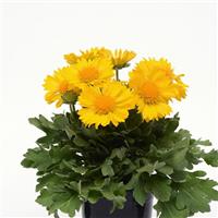 Gaillardia Mesa Yellow Container