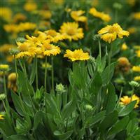 Gaillardia Mesa Yellow Garden