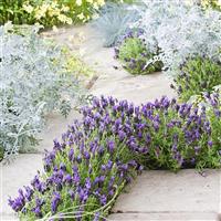 Lavandula Bandera Purple Landscape