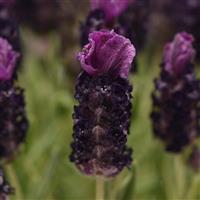Lavandula Bandera Deep Purple Bloom