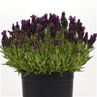 Lavandula Bandera Deep Purple Container