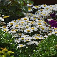 Leucanthemum Madonna Commercial Landscape 2