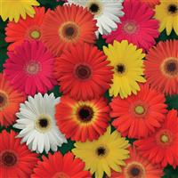 ColorBloom™ Mixture Gerbera Bloom