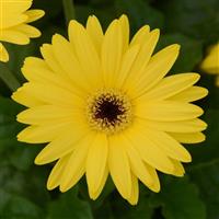 ColorBloom™ Yellow with Dark Eye Gerbera Bloom