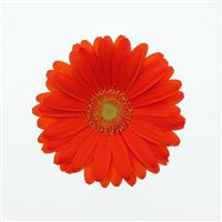 ColorBloom™ Orange with Light Eye Gerbera Bloom