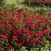 Jolt™ Cherry Interspecific Dianthus Landscape