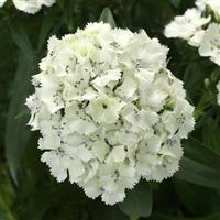 Dart™ White Dianthus Bloom