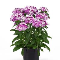 Dart™ Lavender Magician Dianthus Container