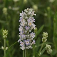 Lavandula Ellagance Sky Blue Bloom