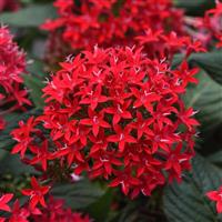 Lucky Star® Bright Red Pentas Bloom