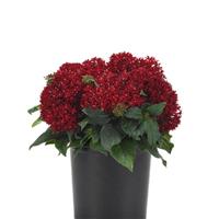 Lucky Star® Dark Red Pentas Container