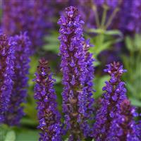 Salvia Salvatini Bloom