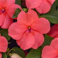 Beacon® Coral Impatiens Bloom