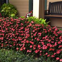 Beacon® Coral Impatiens Commercial Landscape 1