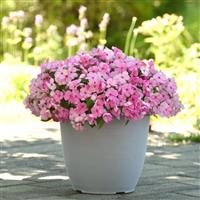 Beacon® Light Pink Impatiens Container