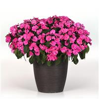 Solarscape® XL Pink Jewel Interspecific Impatiens Container